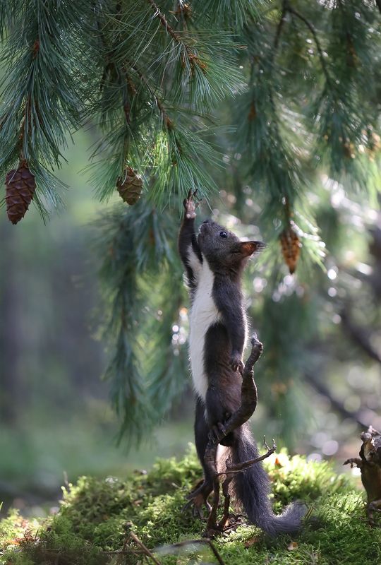 нерюнгри, белка, якутия, дикие_животные, кедровый_стланик Дотянусь? фото превью