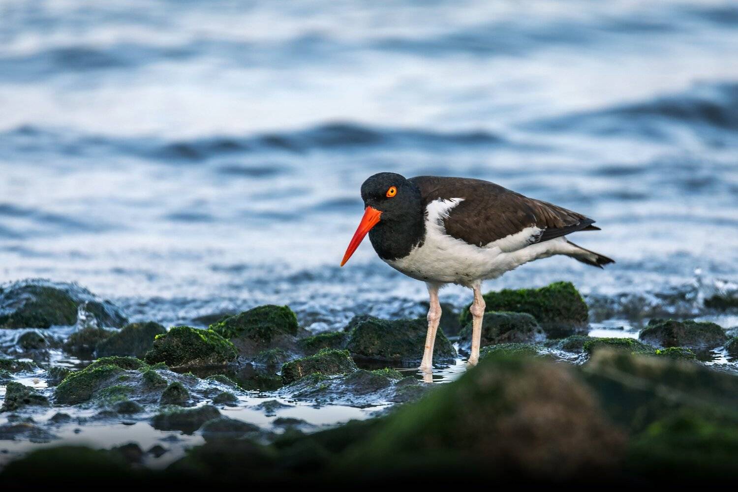oystercatcher, birds, animals, wildlife,, Токарев Олег