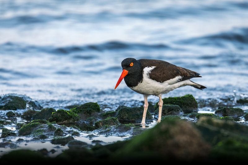 oystercatcher, birds, animals, wildlife, American oystercatcher фото превью