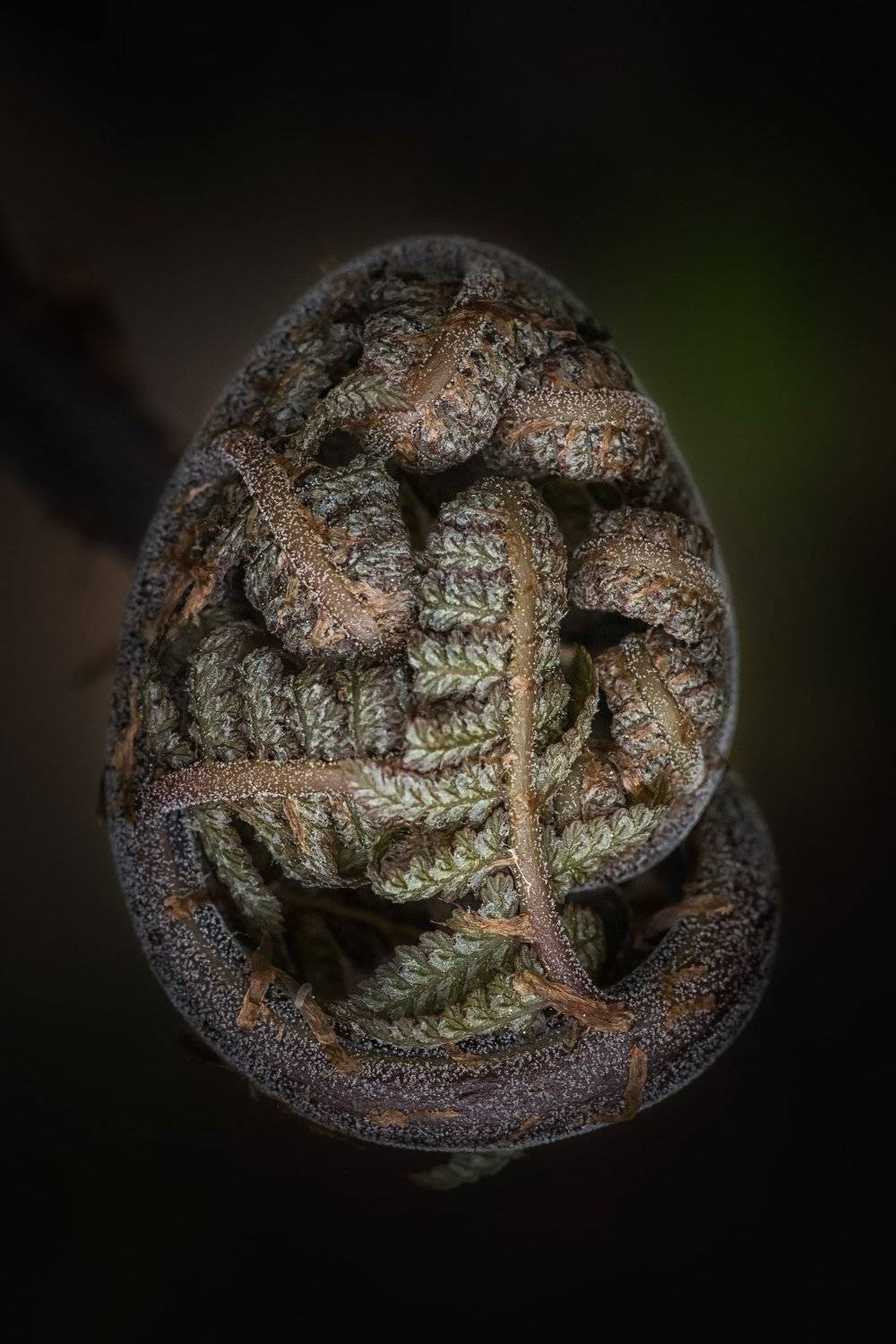 , Шинкарева Елена