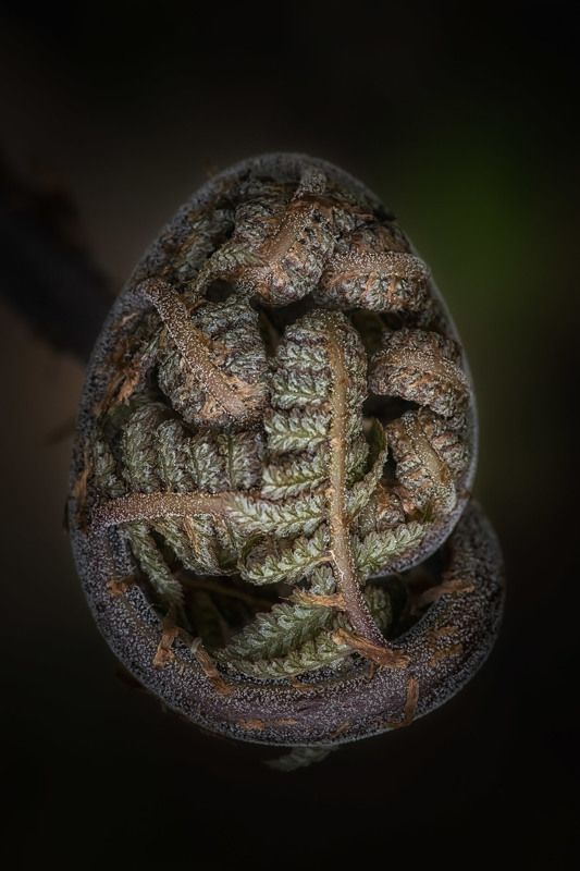 Коротко о динозаврах... фото превью