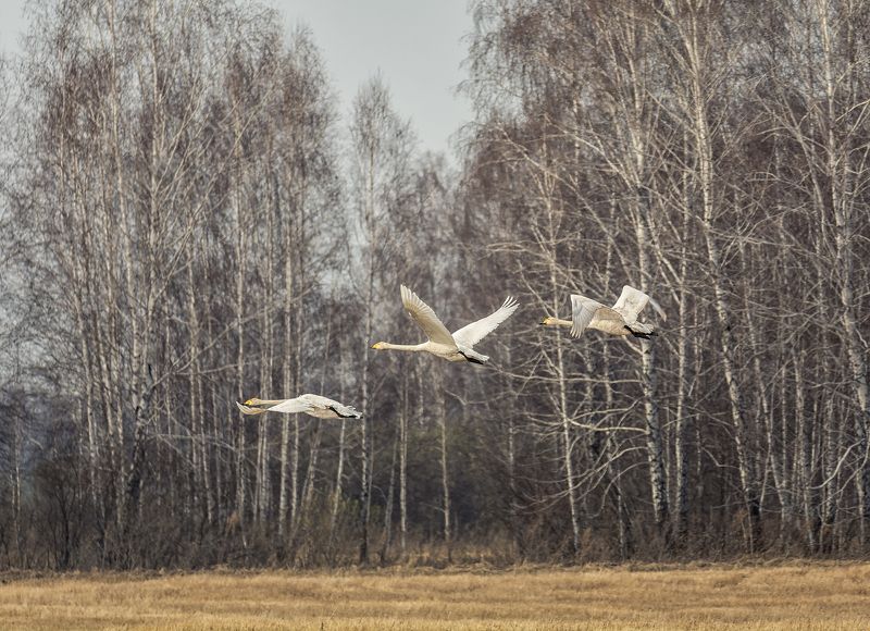 птица, лебедь кликун, полёт, весна, полёт.. фото превью