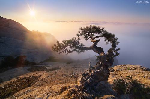 Выросшая на камне, закрученная ветрами