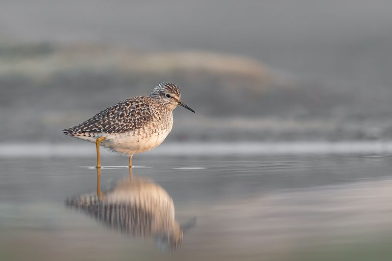 Łęczak фото превью