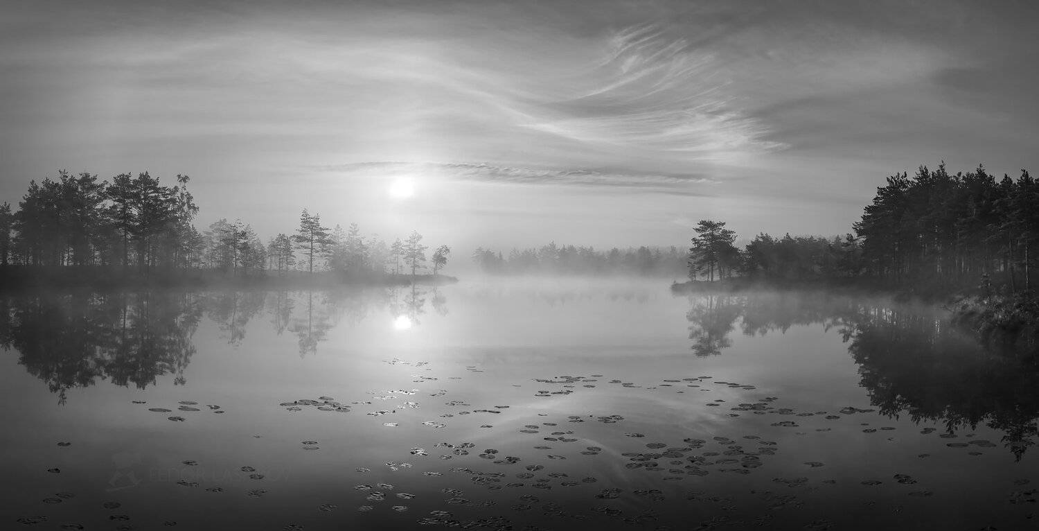ленинградская область, рассвет, лето, сосны, озеро, отражение, деревья, берег, небо, облака, болото, водная гладь,, Лашков Фёдор