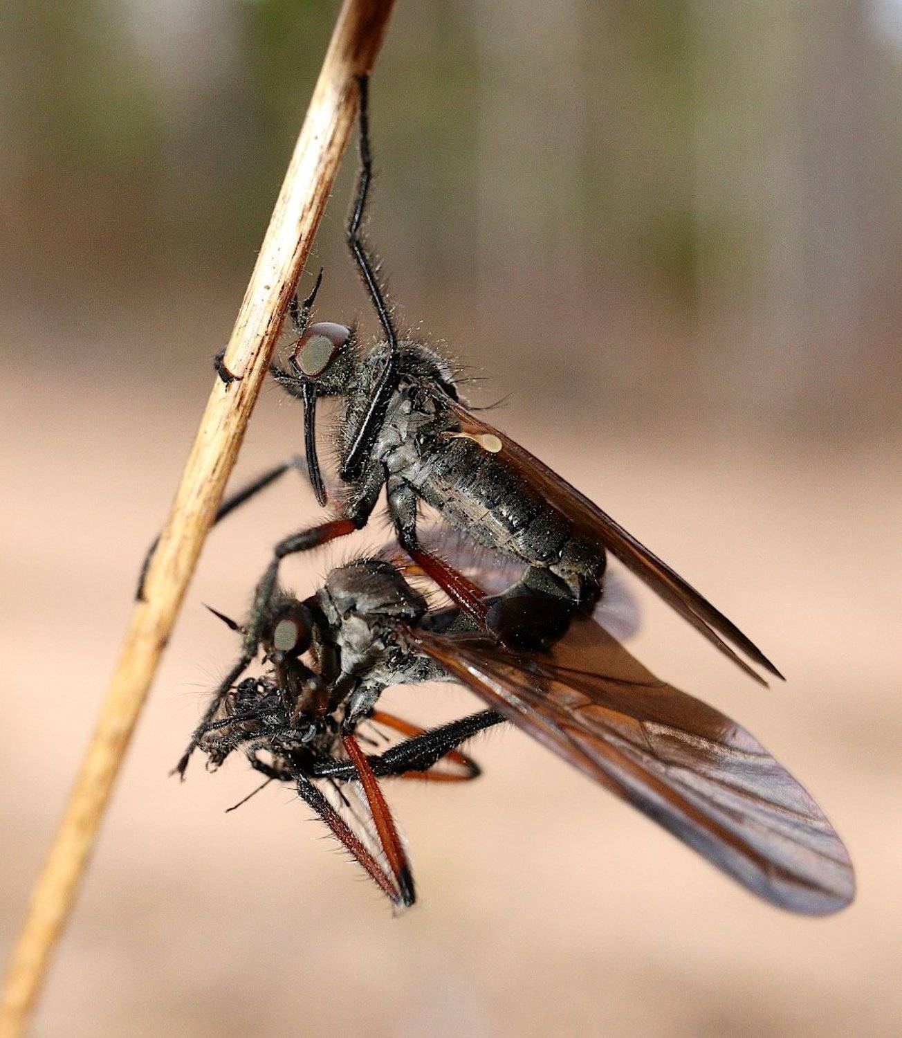 комары, толкунчики, empididae, Александр Зорин