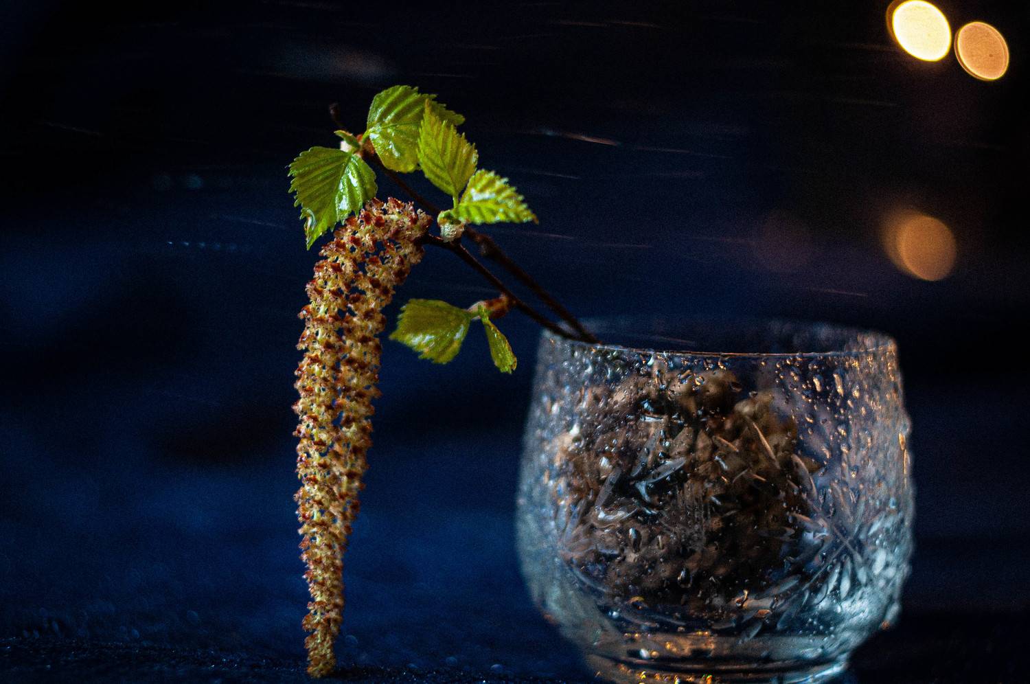 листья, натюрморт, гелиос, макро, makro, nikon, spring, весна, Валентина Хорева