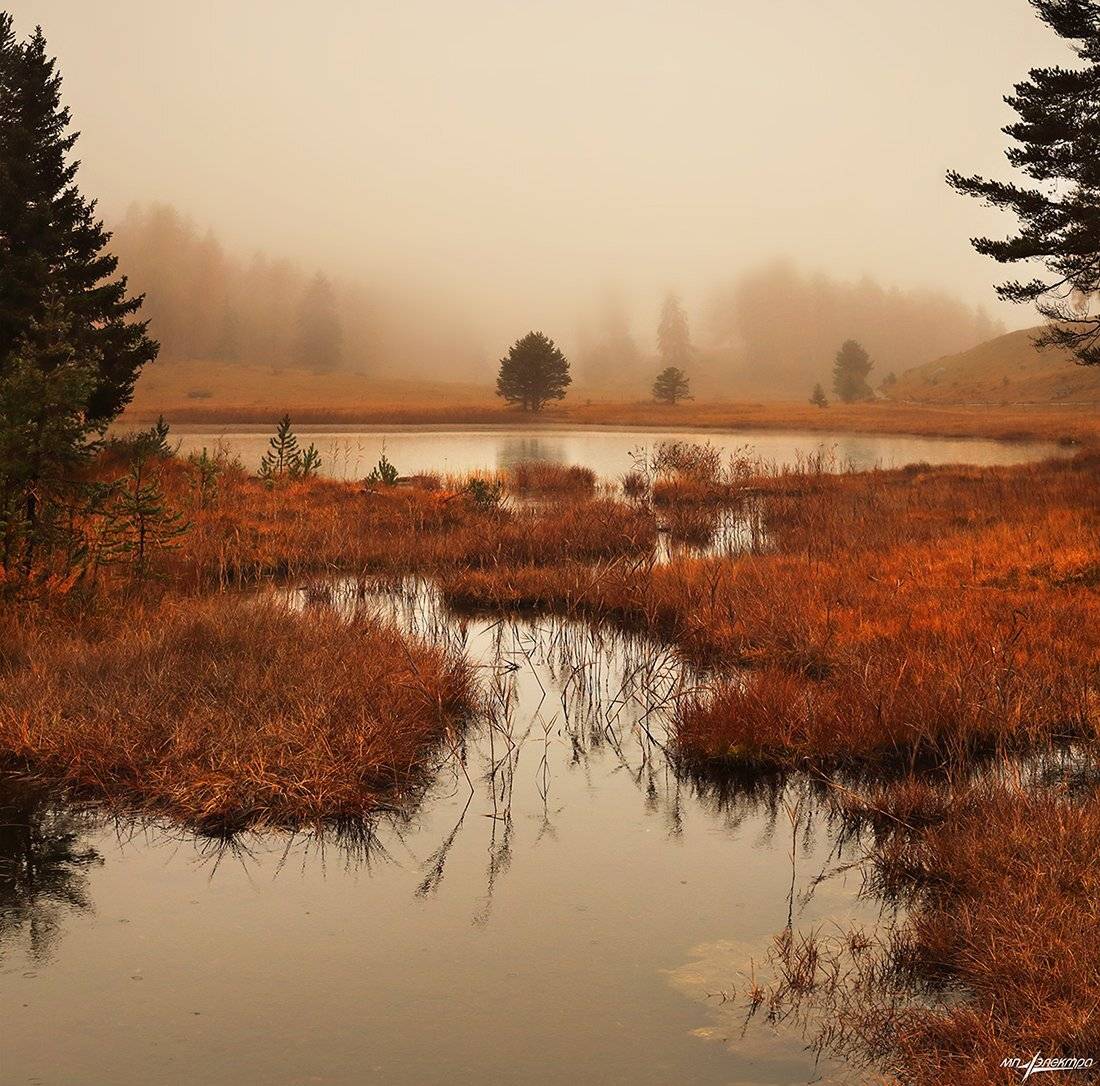 swiss, Матвеев Николай