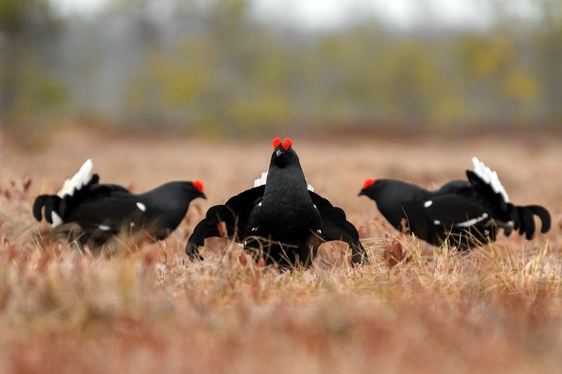 Косачи. фото превью
