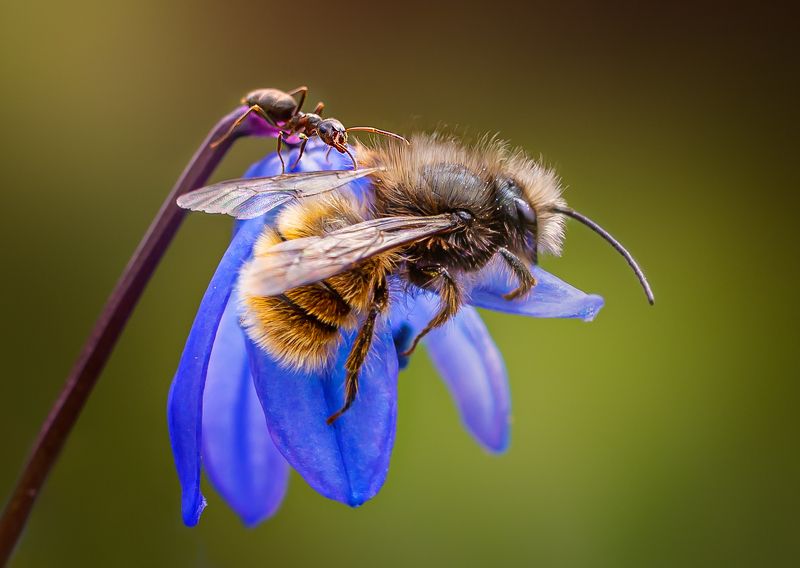 пчела, муравей, пролеска, макро Любопытный муравей и сонная пчела фото превью