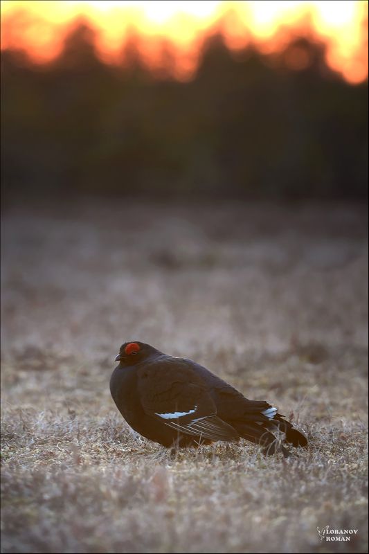 * * * фото превью