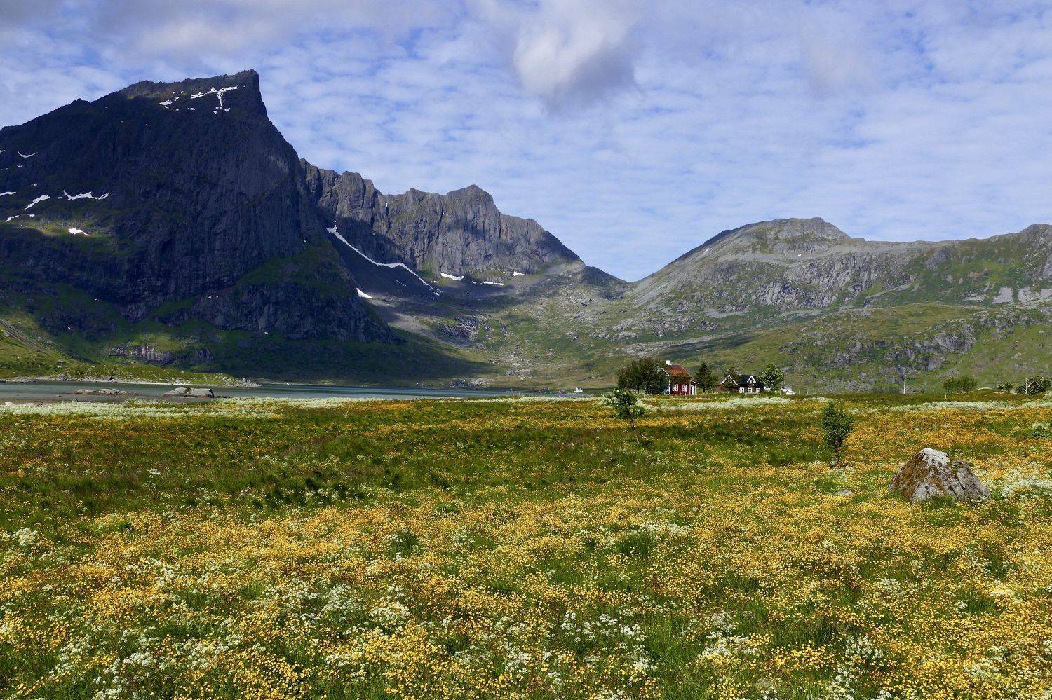 Landscapes, nature, Norway, summer, Lofoten, flowers, mountains, sea, Atlantic sea, colors, houses, sun light, , Svetlana Povarova Ree
