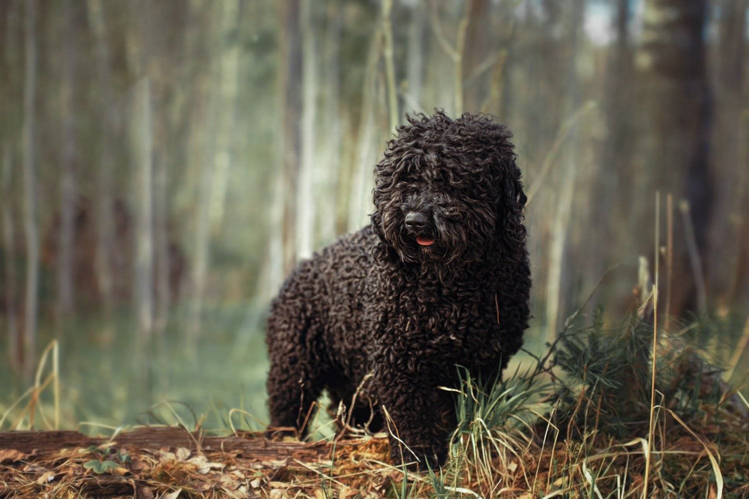 , Наталия Поникарова