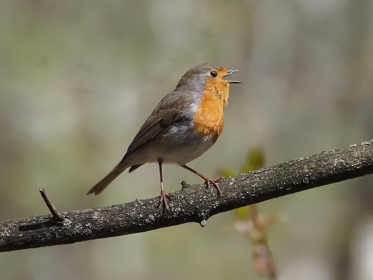 , Сергей Духанин