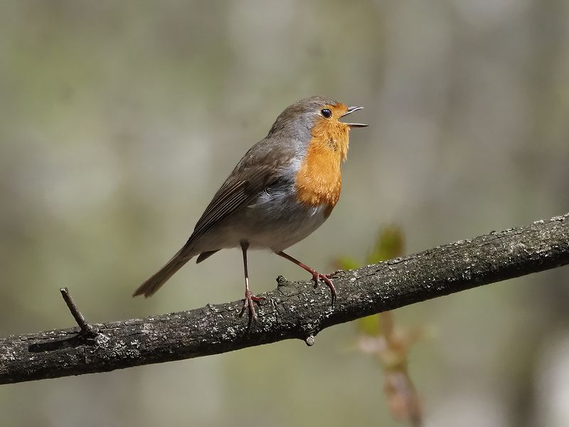 песенка зарянки фото превью