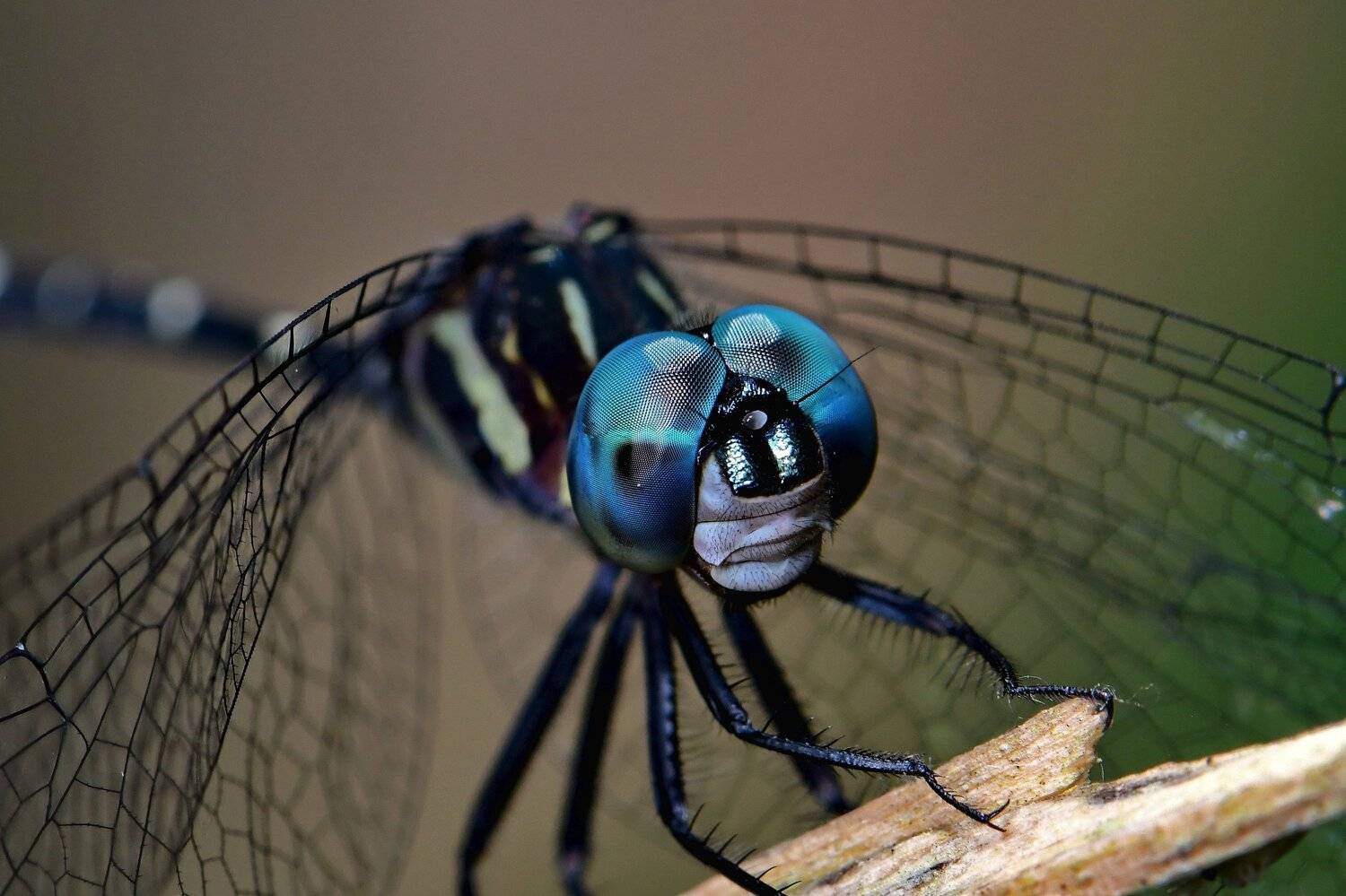 denis moura, mogi das cruzes, brasil, Moura Denis