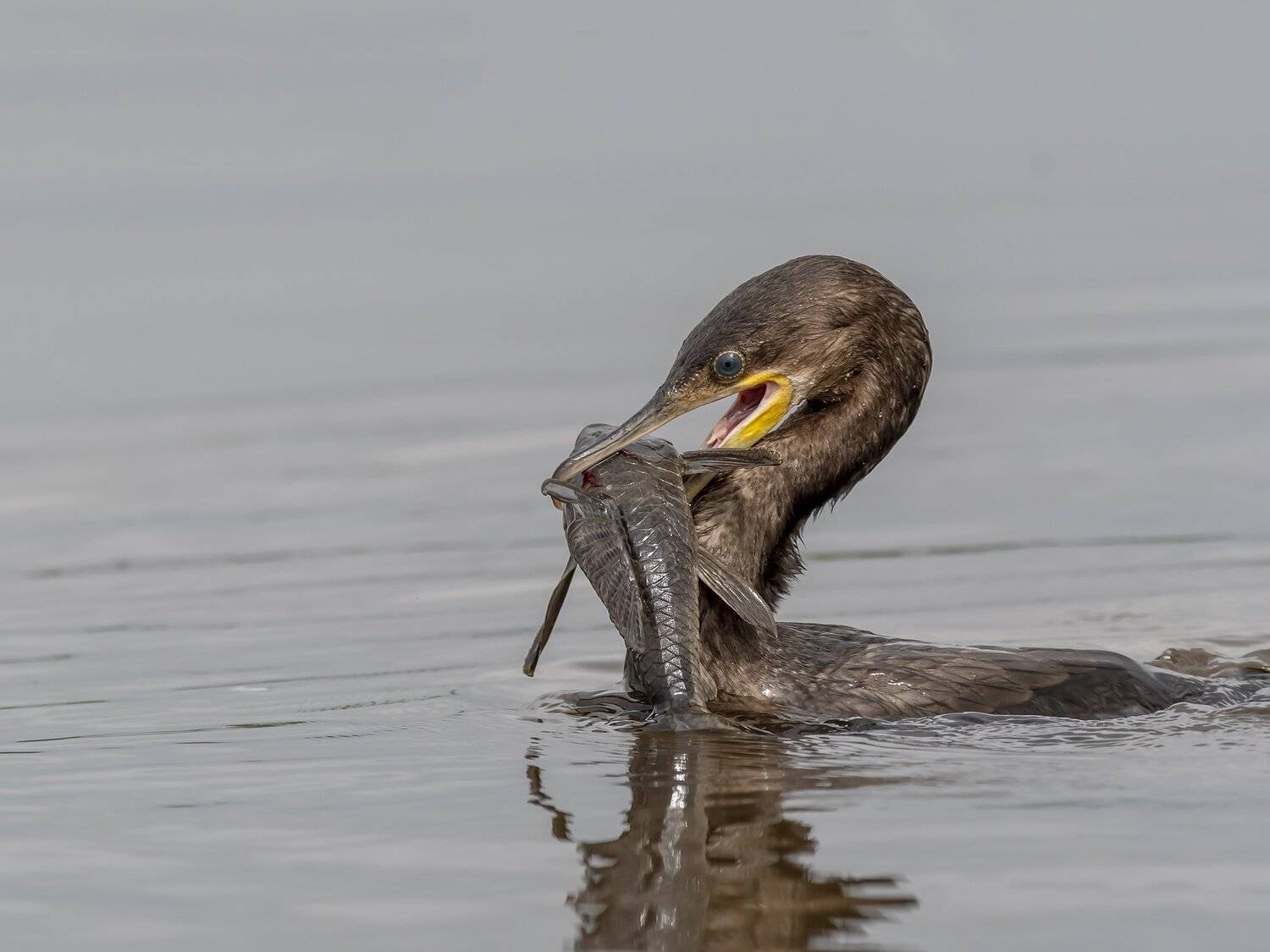 , Fernando Burgalin Sequeira