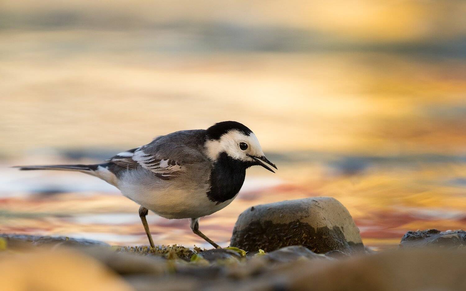 , Robert Adamec