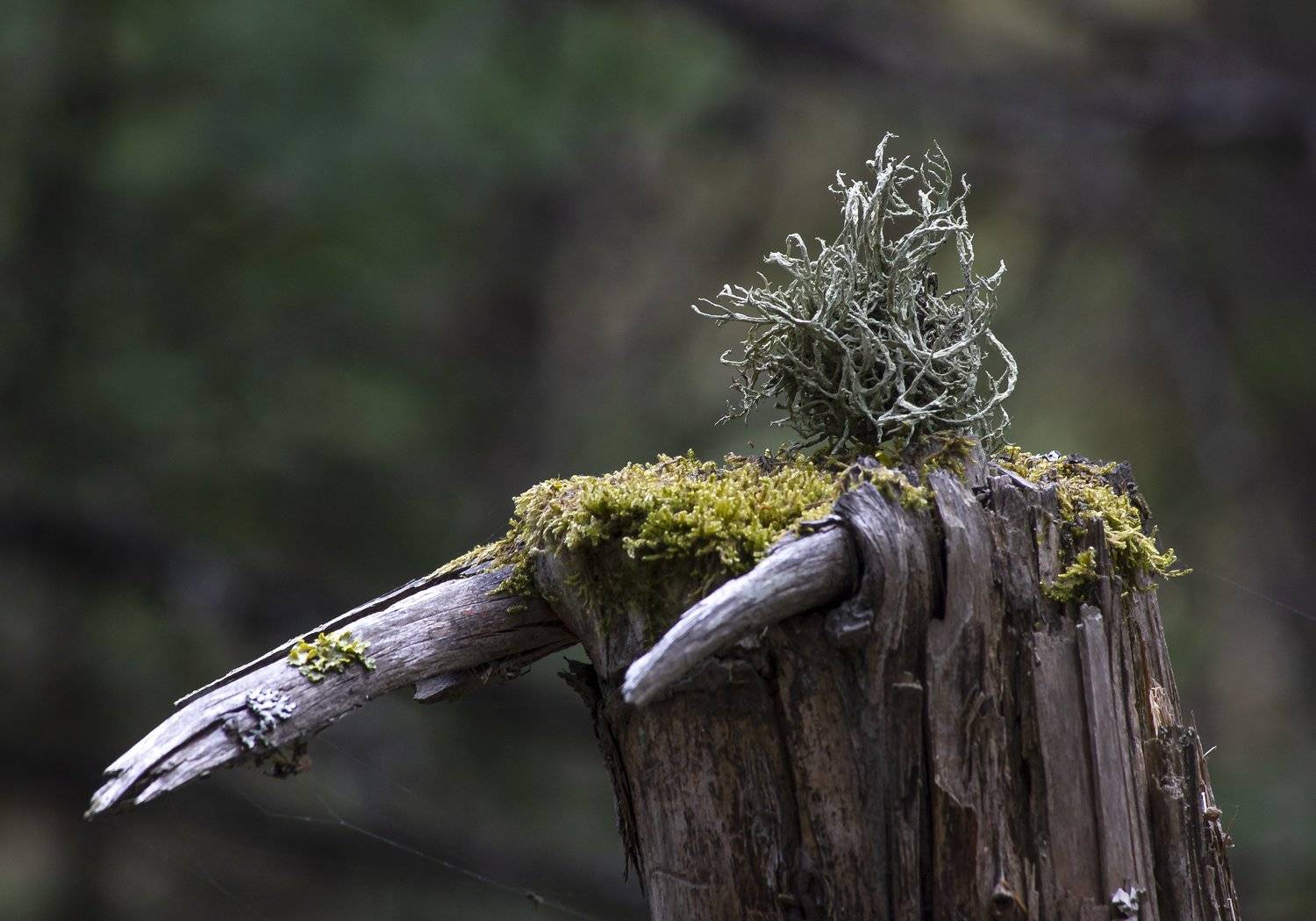 природа,лес,деревья,пень,мох,лишайники, Александр Кожухов