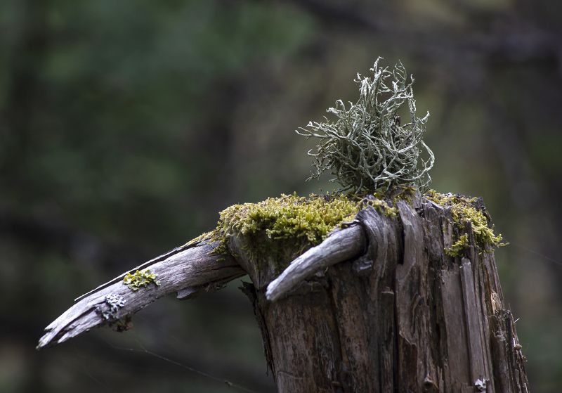 природа,лес,деревья,пень,мох,лишайники Клыкастый фото превью