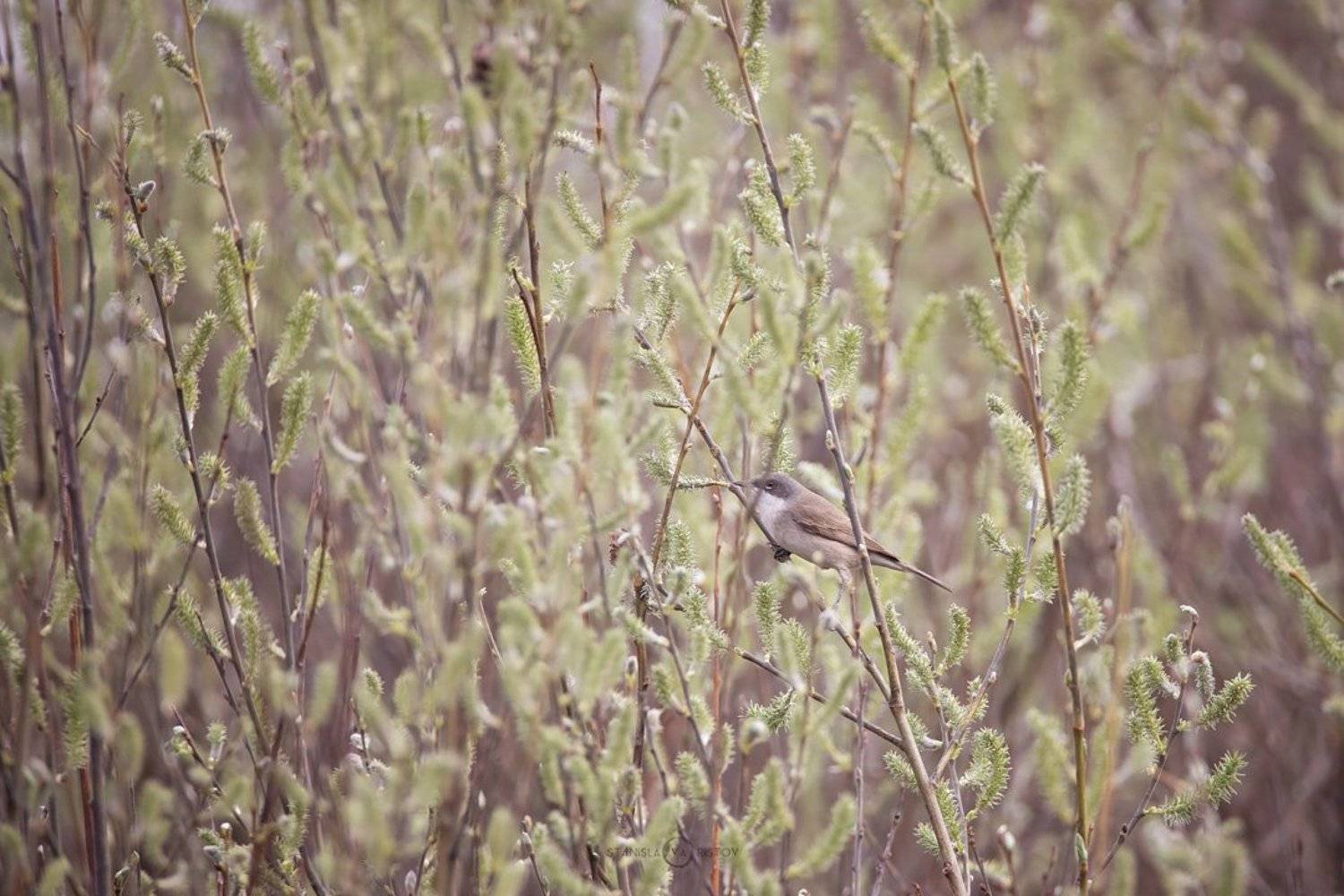 , Станислав Аристов