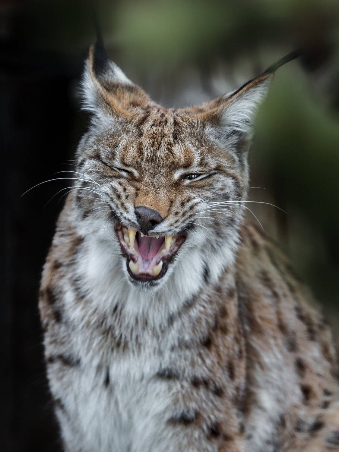 , Олег Богданов