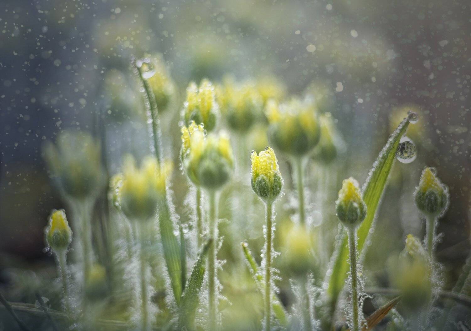 макро, цветы, роса, утро, Лионелла Зимина