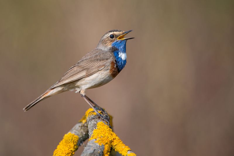 Варакушка фото превью