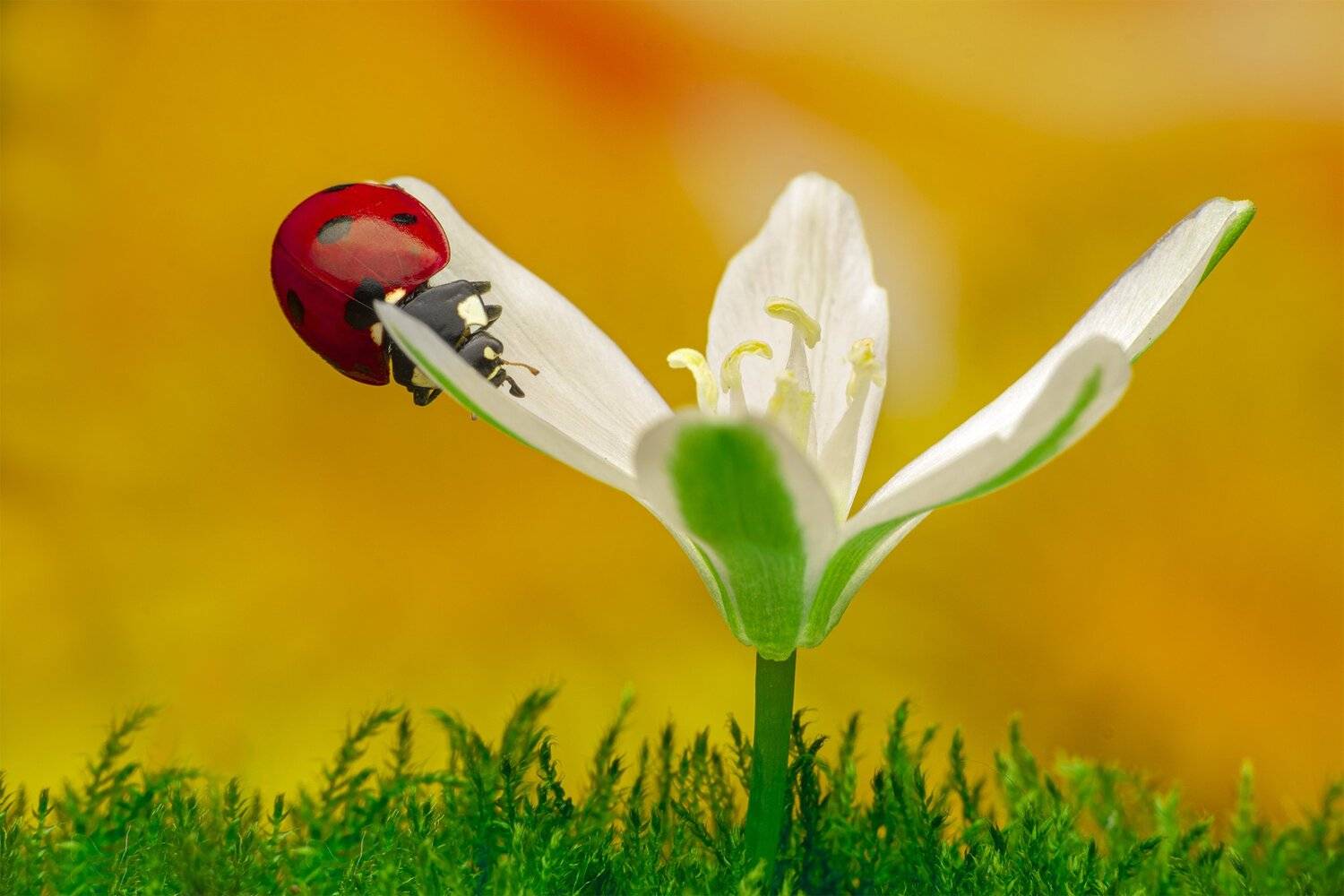 ceclii, nikon d5600,macro, Tsvetan Ganev