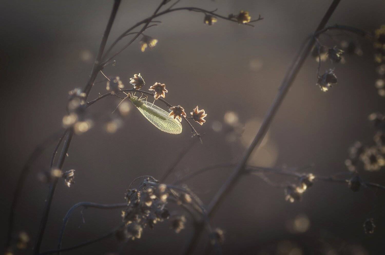 насекомое,природа,макро,размытие,закат,златоглазка, Владимир Володин