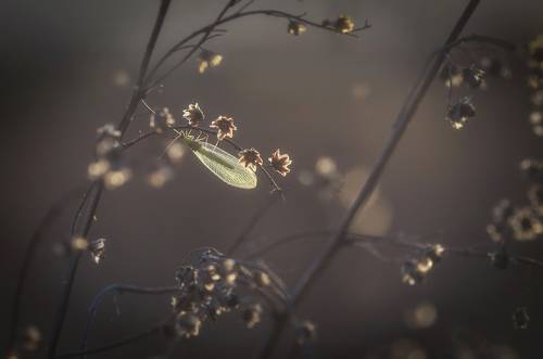 В своей среде