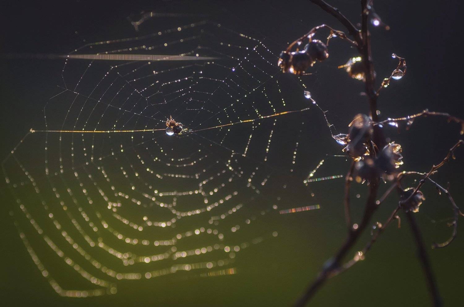 , Владимир Володин