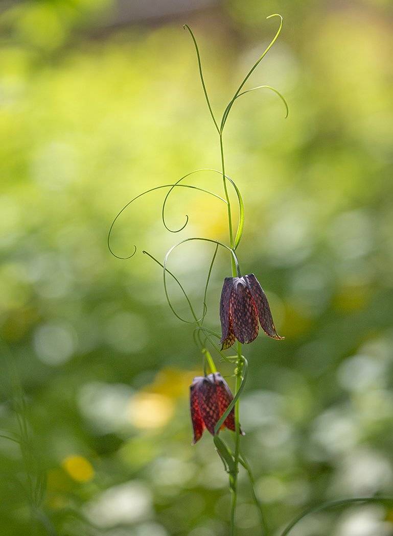 рябчик уссурийский май владивосток, Евгений Слободской