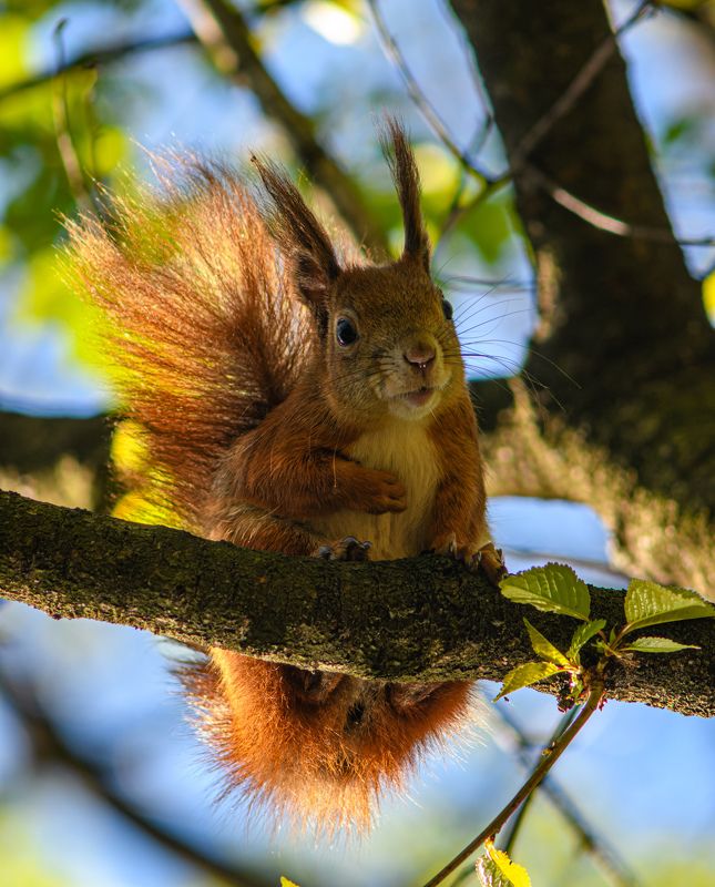 Squirrel фото превью