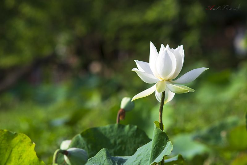 Lotus фото превью