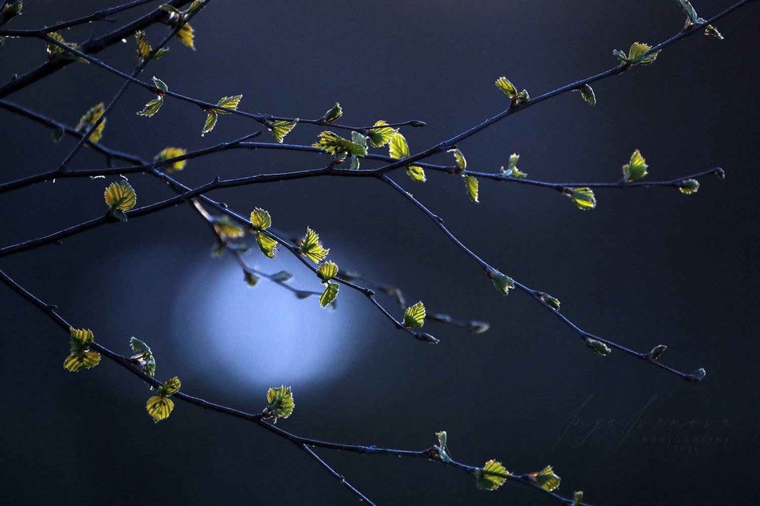 , Инга Иванова