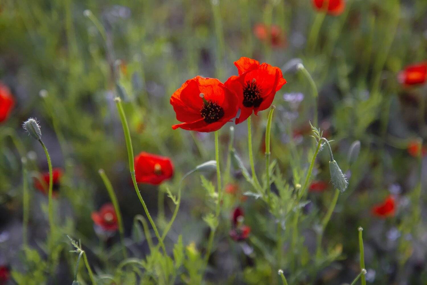 кыргызстан, горы, Элина Магалимова