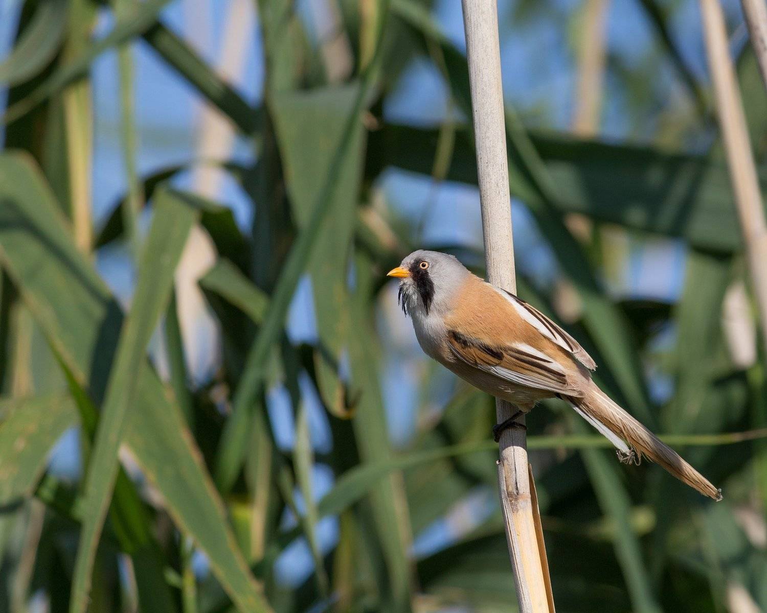 усатая синица, усатые синицы, воронеж, воронежское водохранилище, Денис Воронов