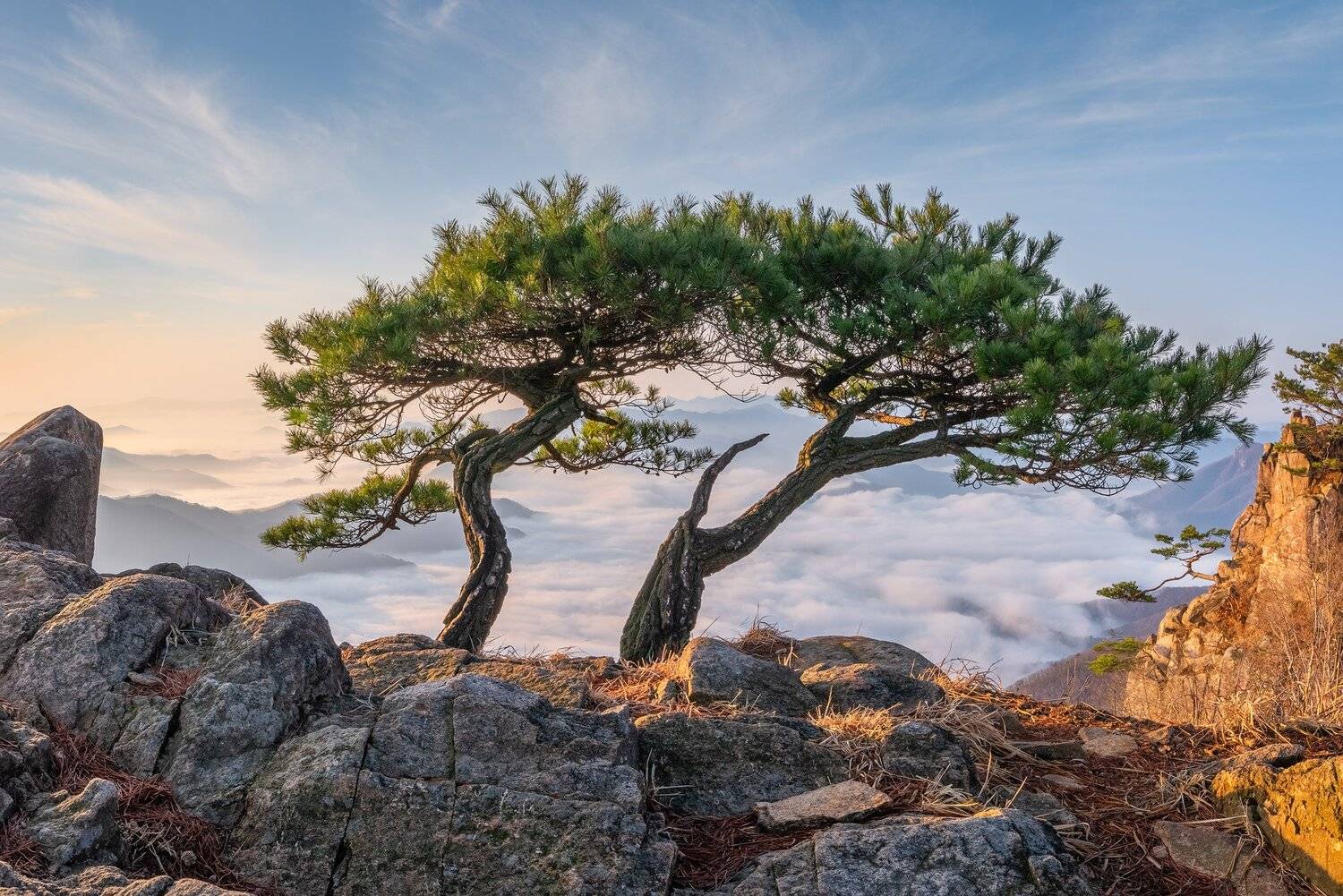 mountain, tree, nature, pine, clouds, Jaeyoun Ryu