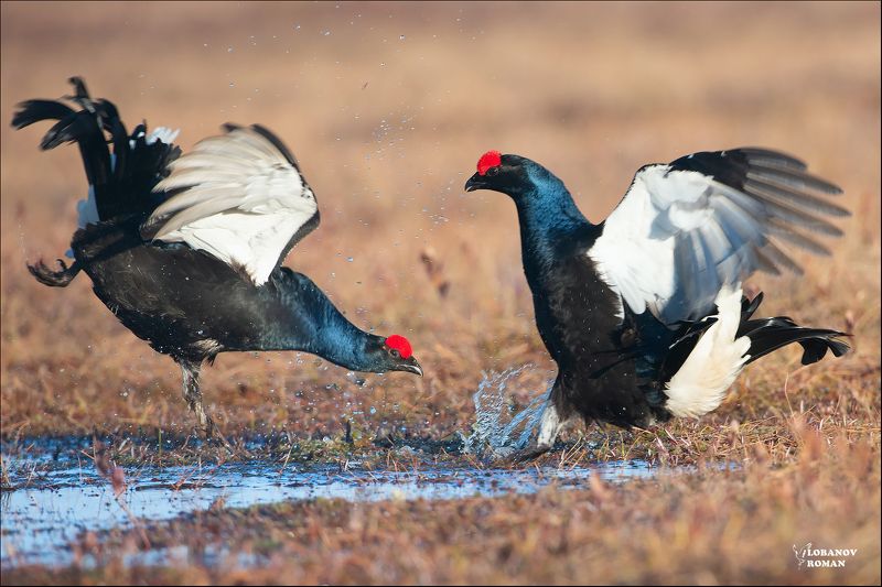 * * * фото превью