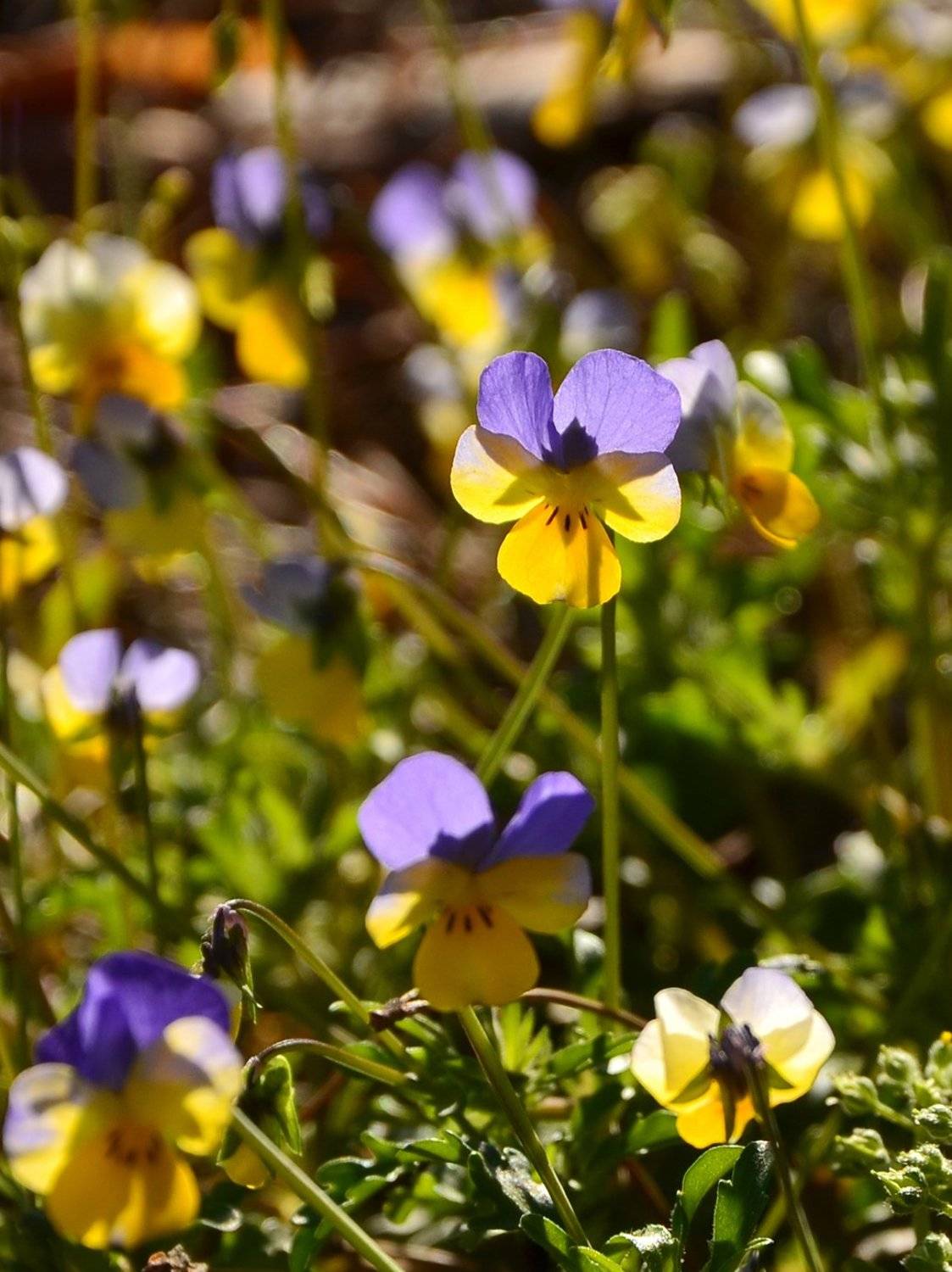 весна, цветы, макро, анютины глазки, фиалка, Валерий Наумов