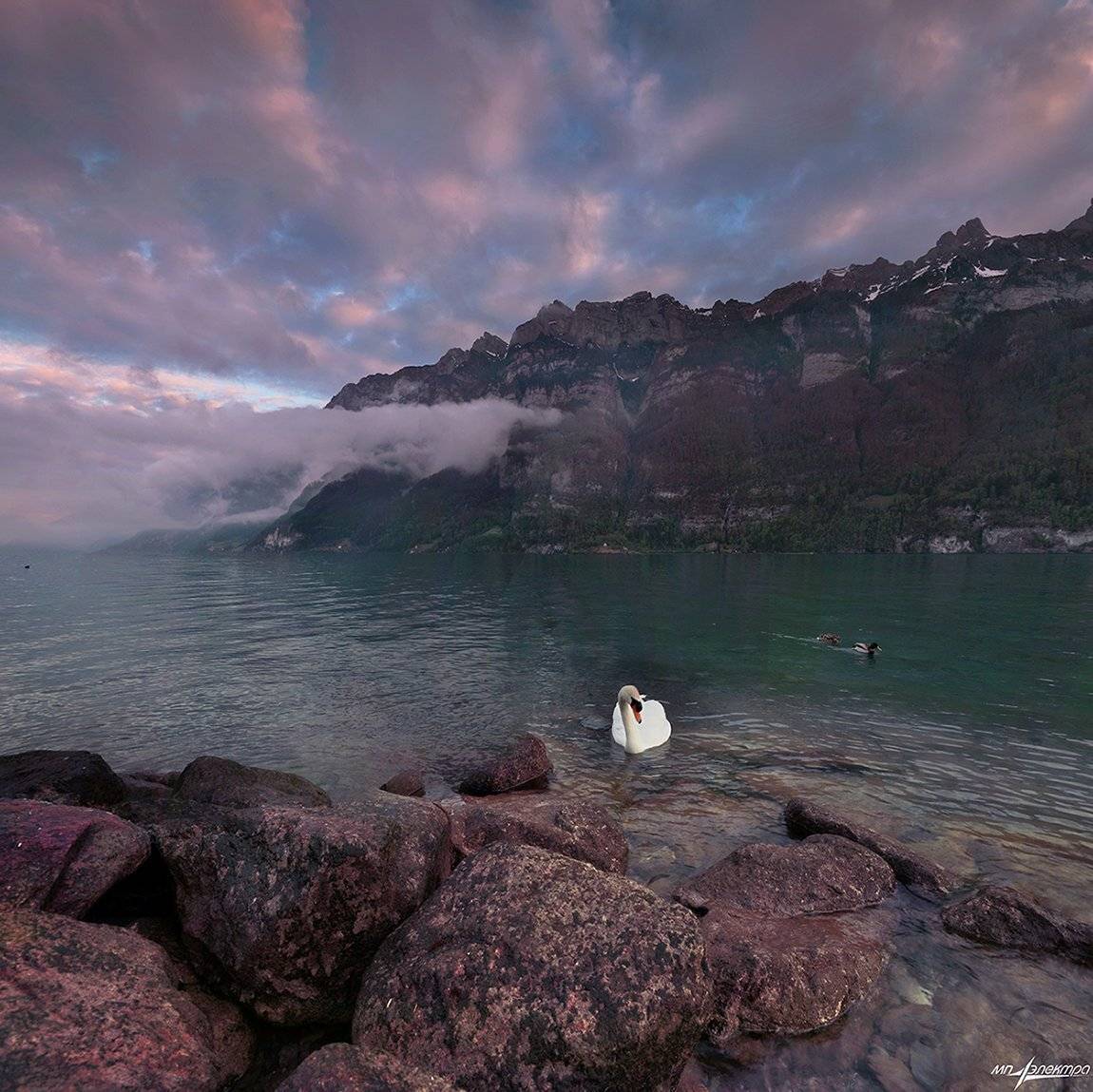 swiss, Матвеев Николай