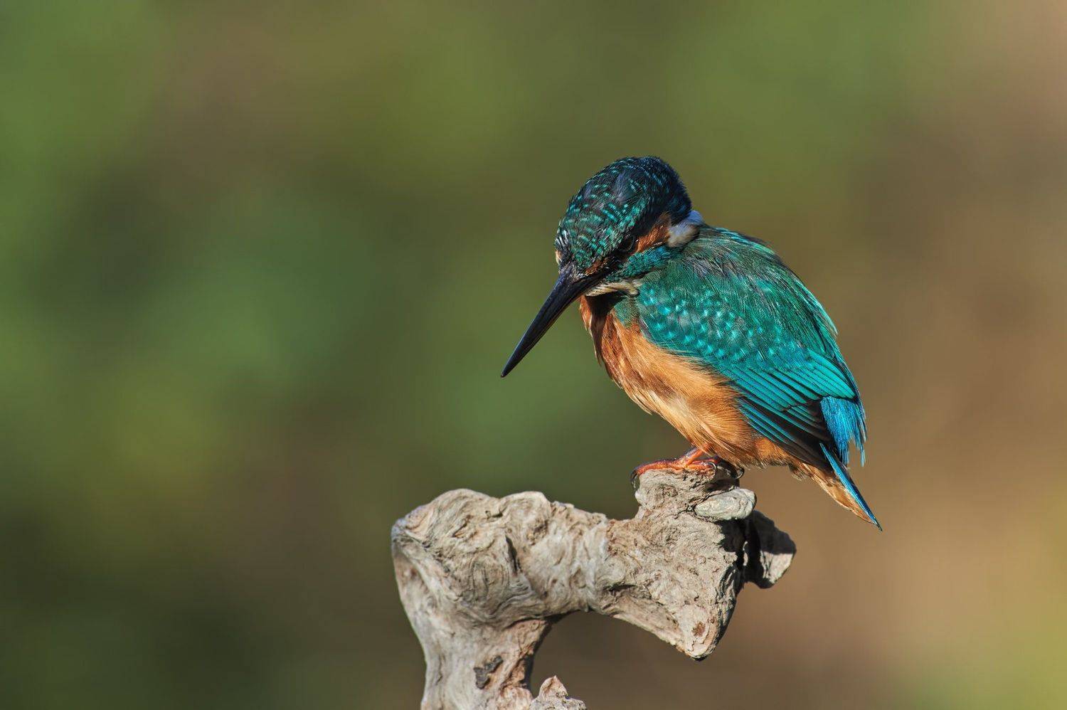 nature, wildlife, birds, Калин Ботев