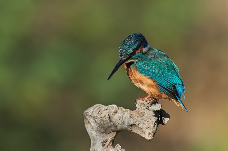 nature, wildlife, birds *** фото превью