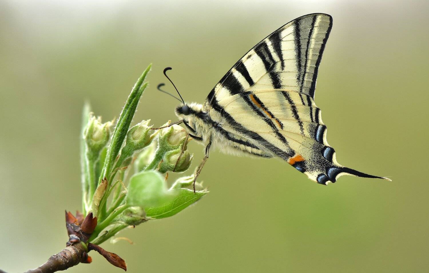 , Макеев Алексей