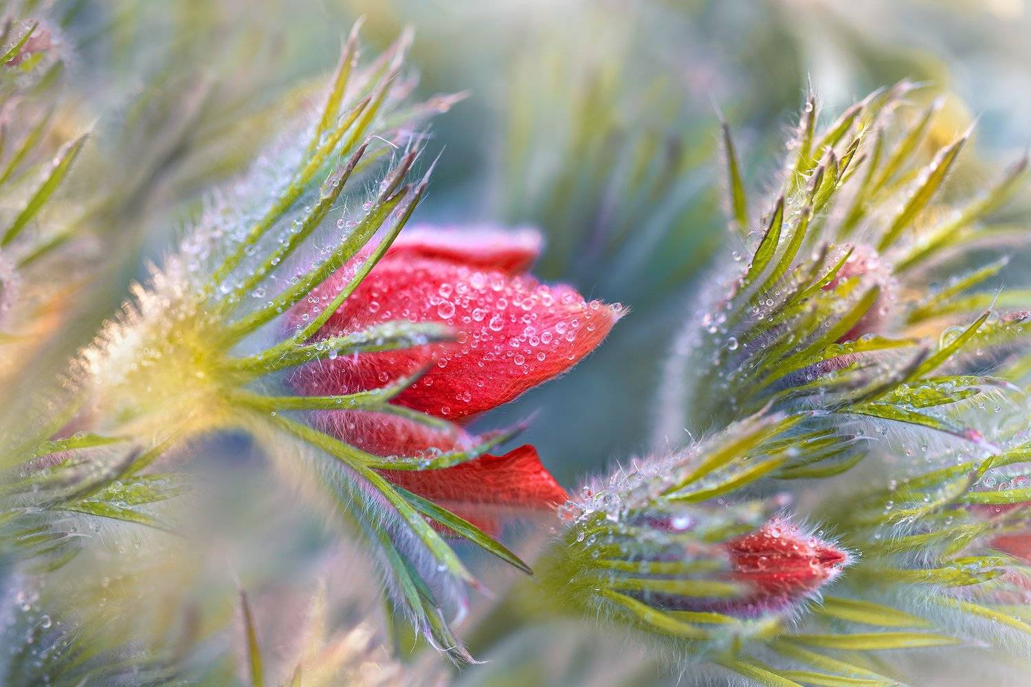 сон-трава, капли, макро, Елена Шавловская