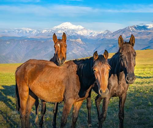 На фоне гор