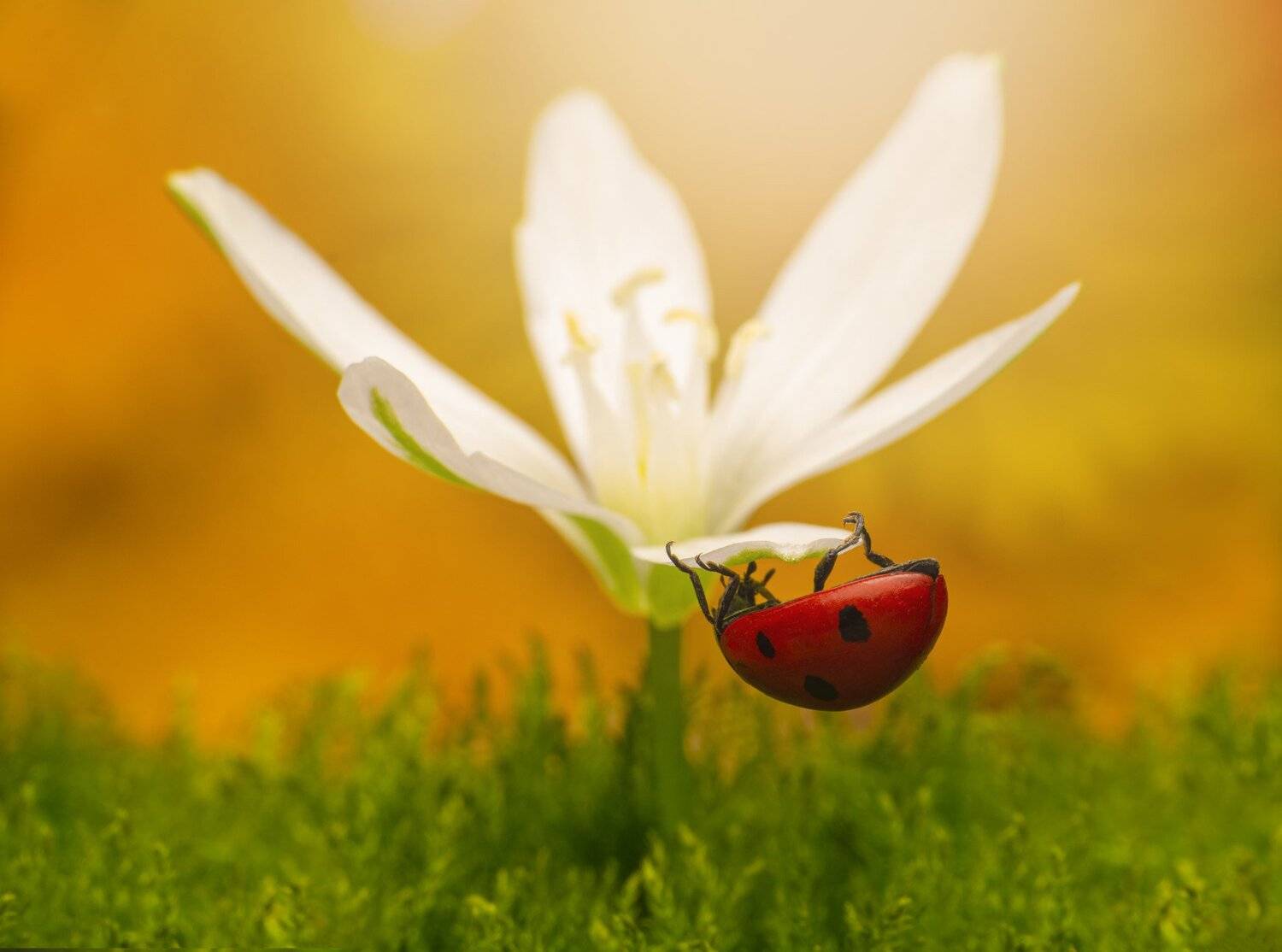 ceclii, nikon d5600,macro, Tsvetan Ganev