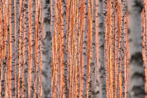 Pro розовый вечер в стране берез