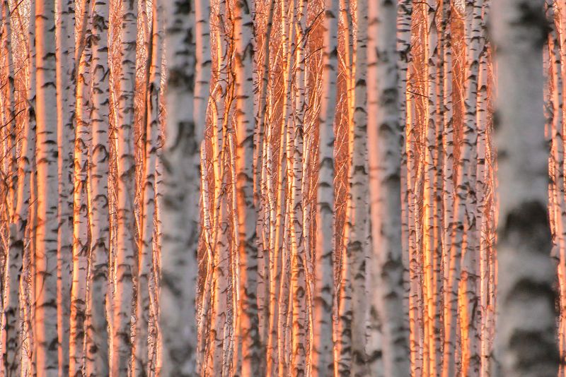 мещёра, рязанская область, березы, весна, закат, березовая роща Pro розовый вечер в стране берез фото превью